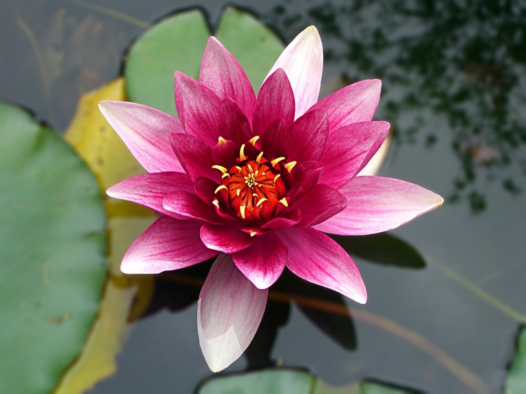 Lotus 1