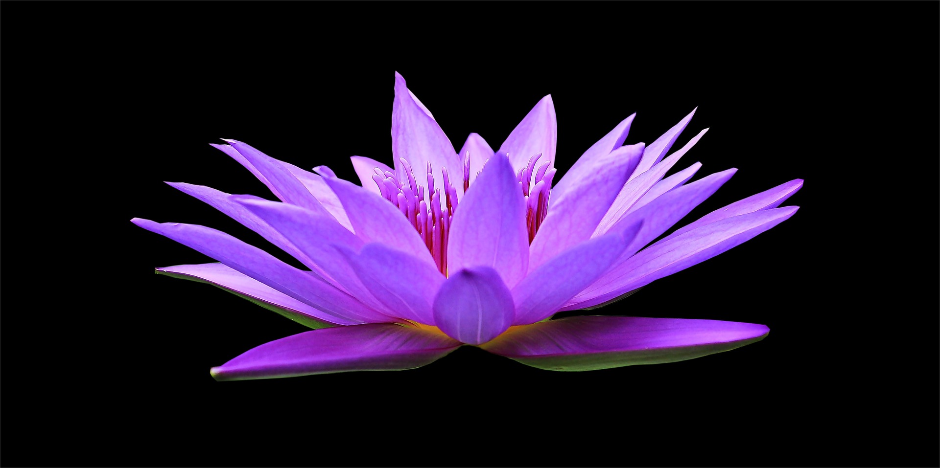 water-lily-1592771_1920